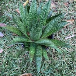 Suculentas 