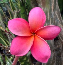 Cutting plumeria