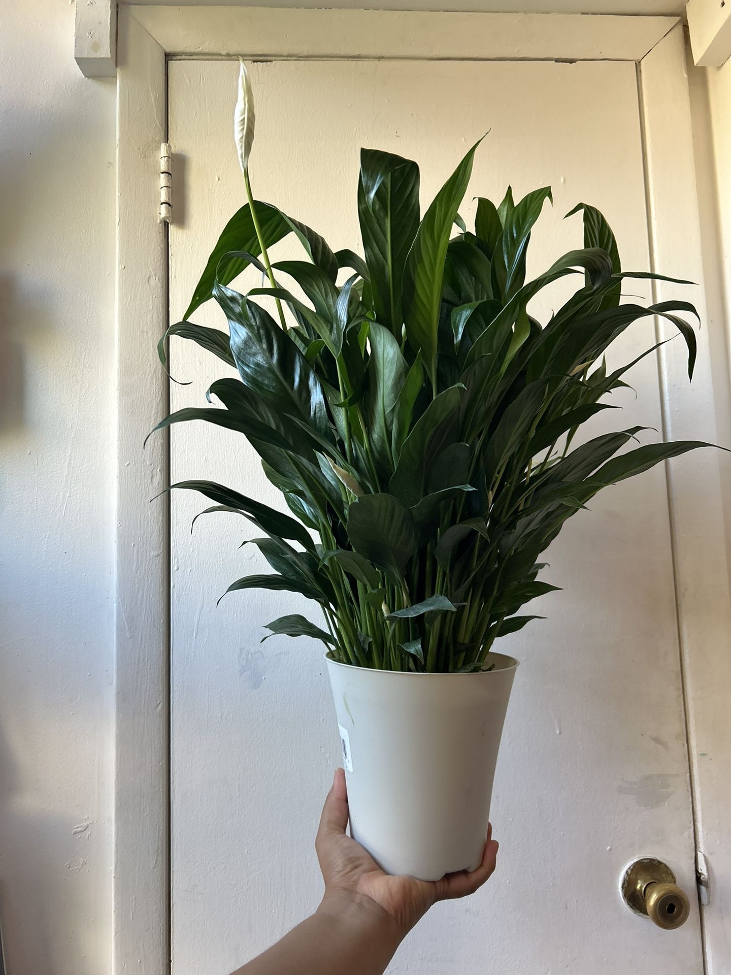 Peace Lily In A Self Watering Pot “I Dont Reply To Hi Is This Still Available! Read Description ⤵️