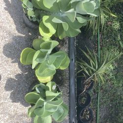 Succulents  Bromeliads    Women  Day  Angel  Plan Olovera    