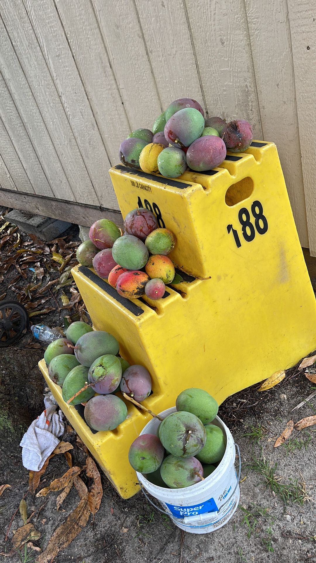 Mangos for Sale in North Miami Beach, FL OfferUp