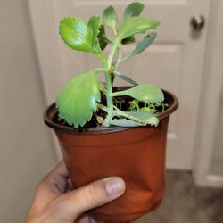 Mother Of Thousands Plants 