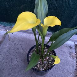 Calla Lily Blooming Yellow Flowers Plant, In 5 Gallons Pot Pick Up Only