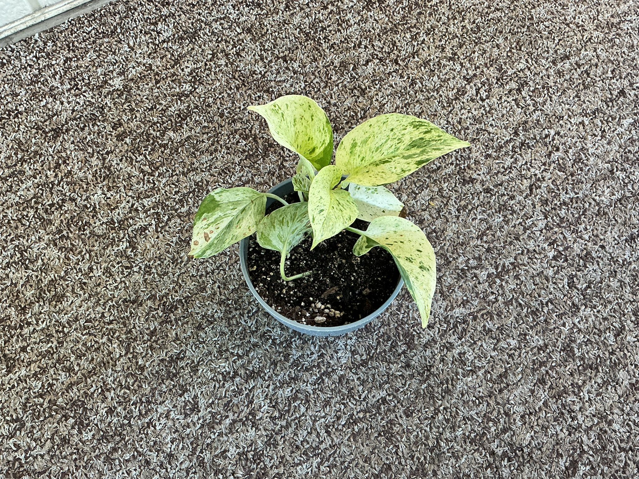 Assorted House Plants 