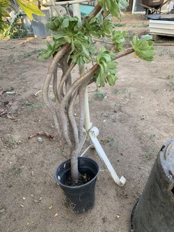 Succulent 30” Tall