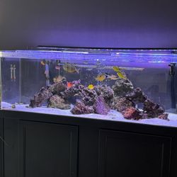 100 Gallon Fish Tank With Stand 
