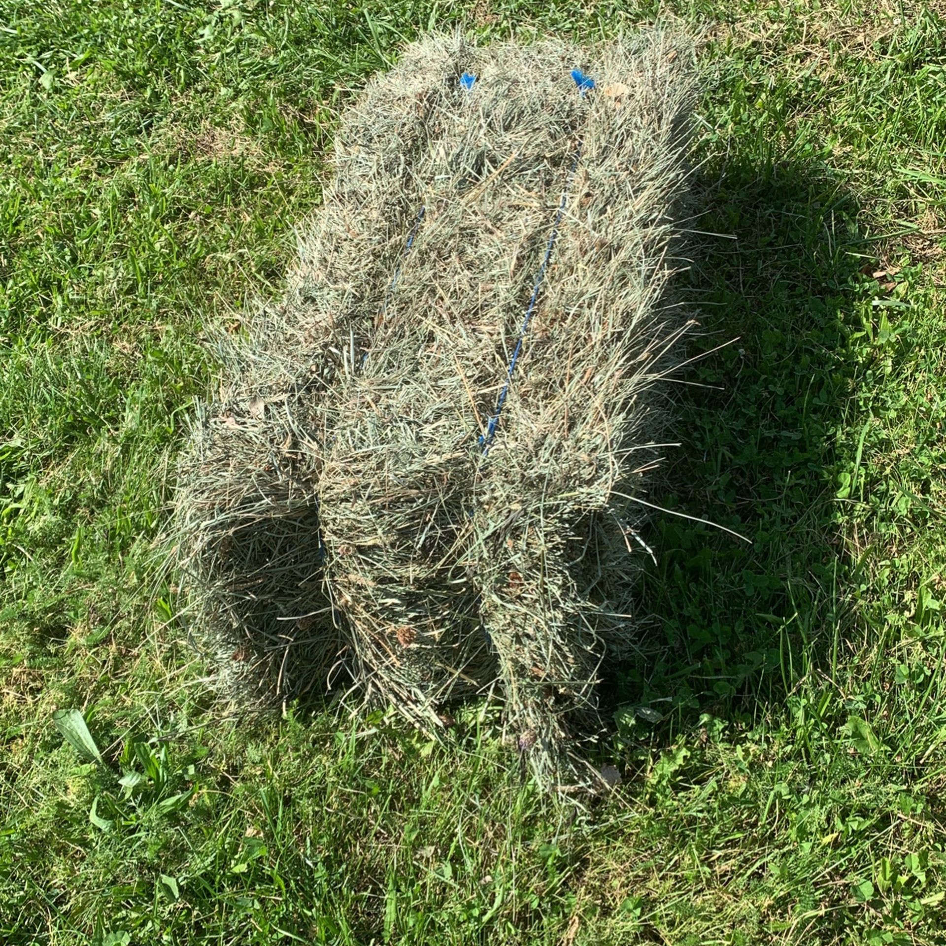 Good Grass Hay. Bailed Last Night