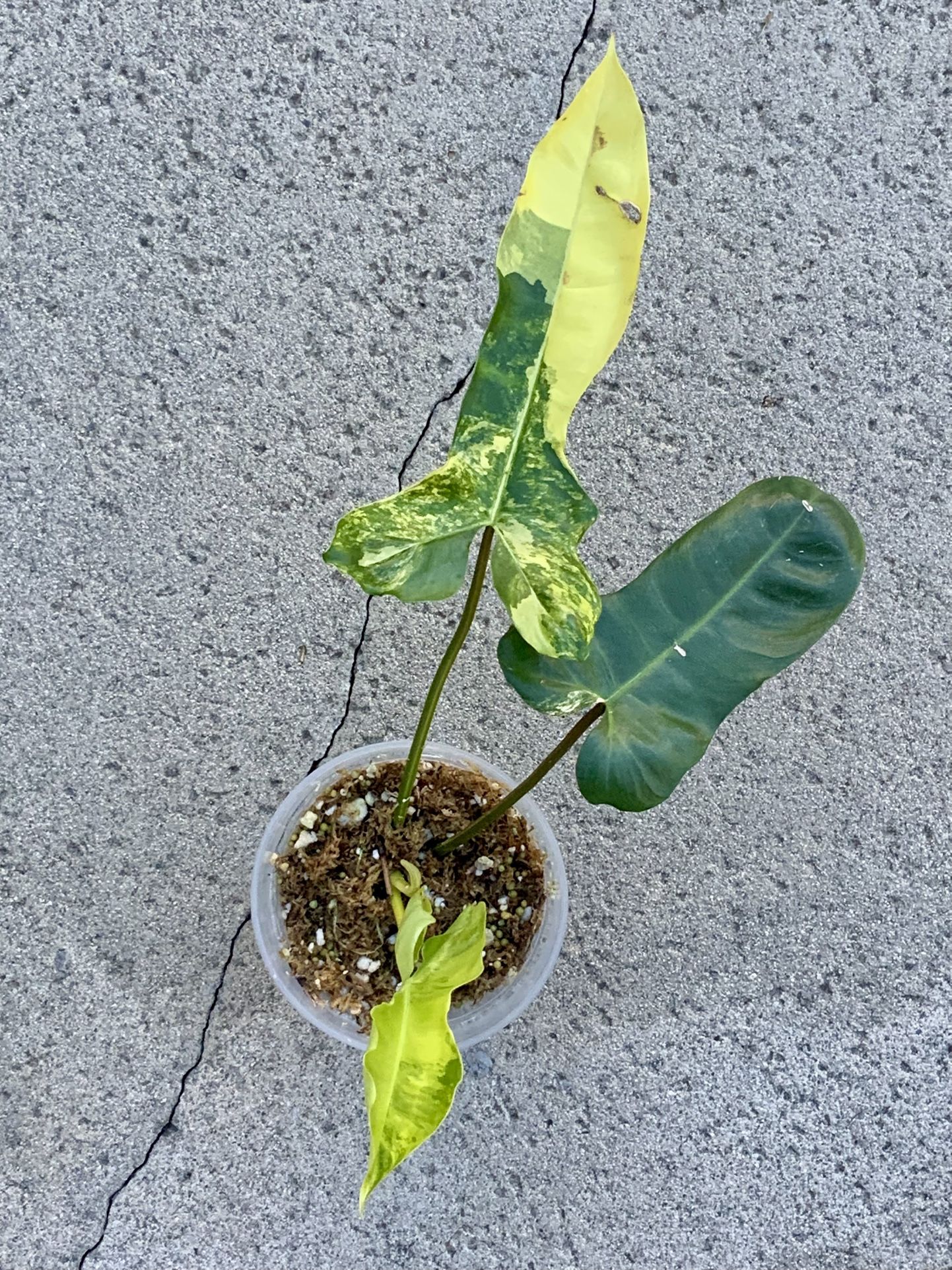 Florida Beauty x Billietiae Variegated New Hybrid