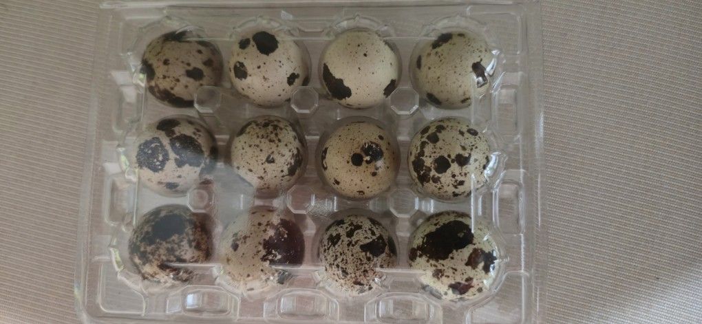 Quail Eggs