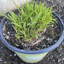 Daylily Stella D’Oro (yellow) - Mature Plant In 3 Gallon Pots