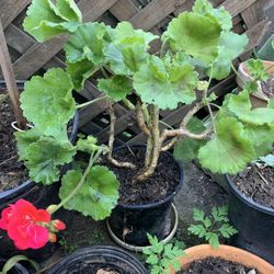 Beautiful  Geranium Plant 1 Gallon Container.