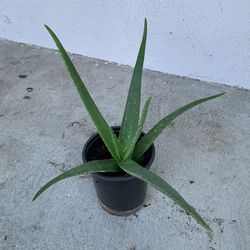 Aloe Vera Plant In A One Gallon Plastic Pot 