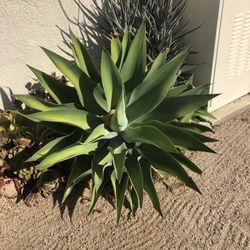 Large Succulents 