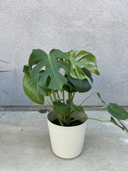 Montera 