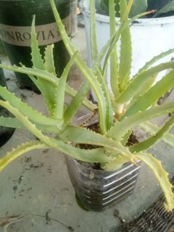 Aloe Vera Plant – Easy Care, Fast Growing Planta Aloe Vera – Fácil Cuidado