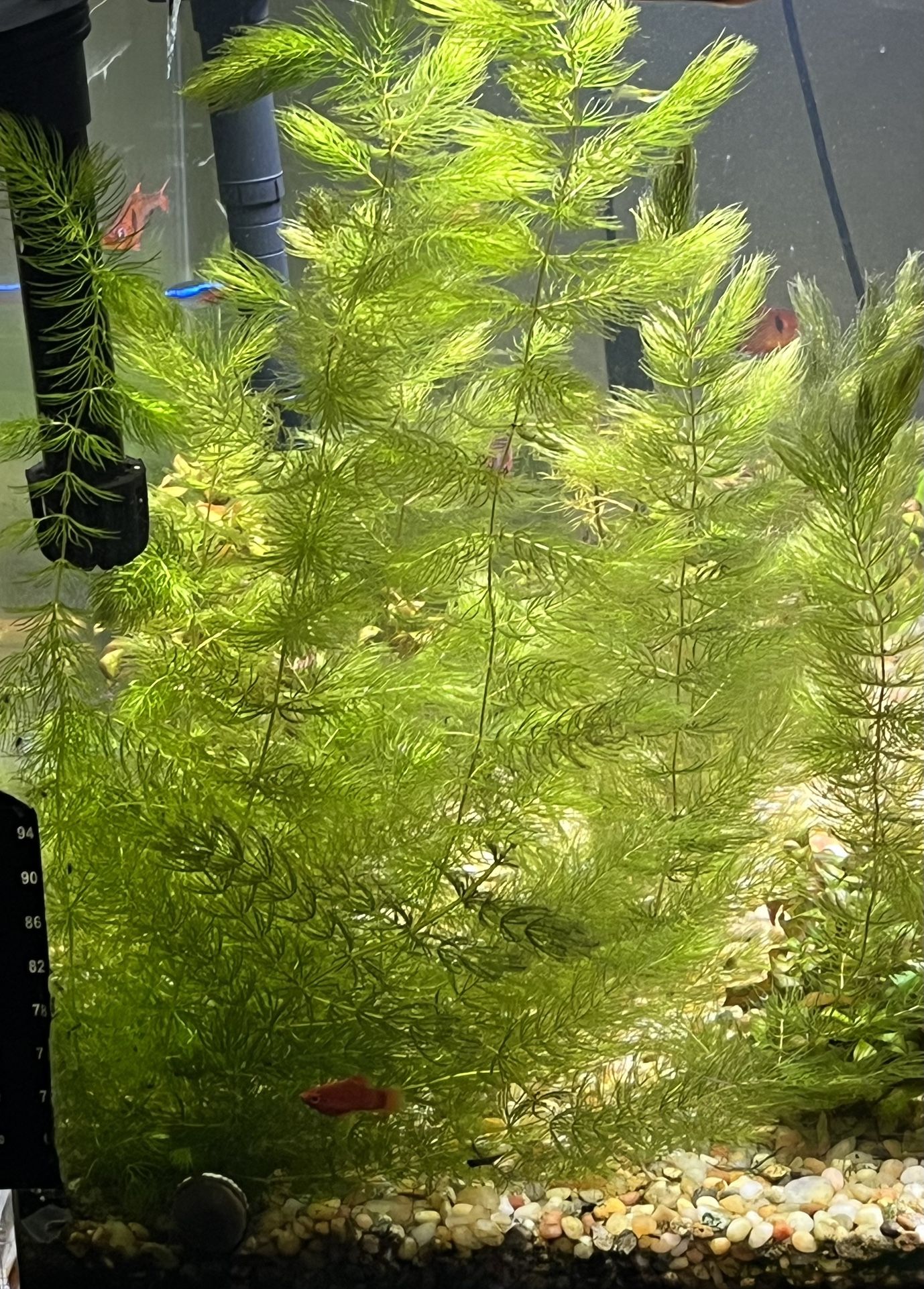 Live Fish Tank Aquarium Plants Hornswart 