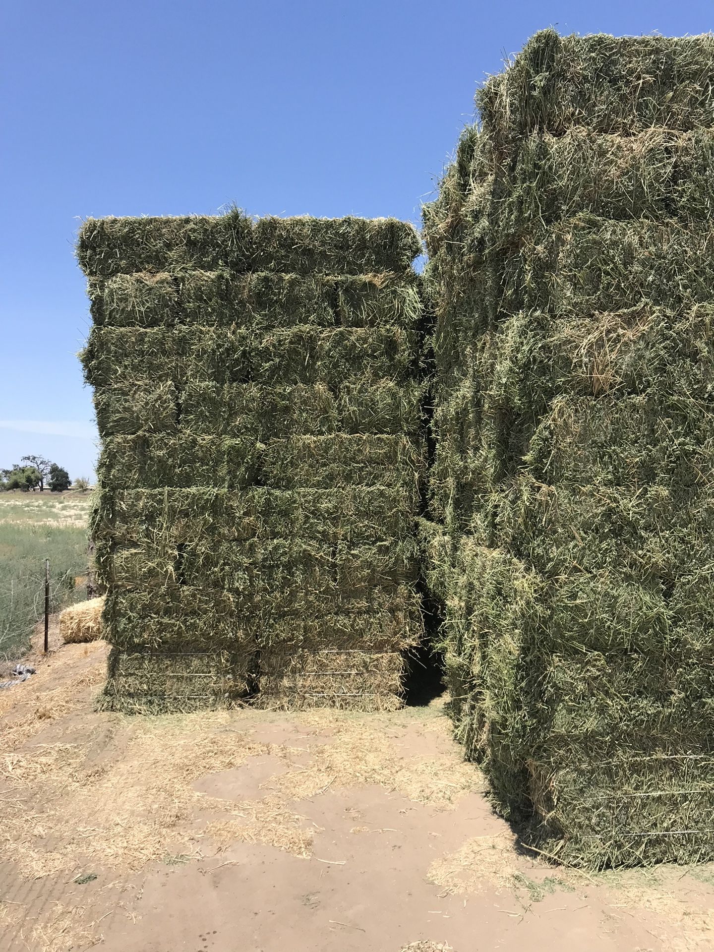 3rd cut alfalfa / 3 Corte Alfalfa