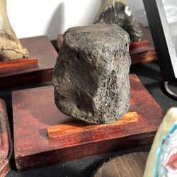 Peace River Find!!!Fossil Vertebrae 