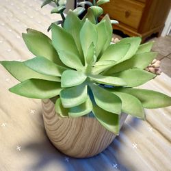Artificial Succulents 