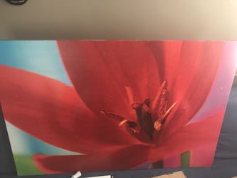 Red flower to brighten up your wall.