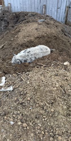 Horse, Cow, Sheep And Rabbit Manure FREE
