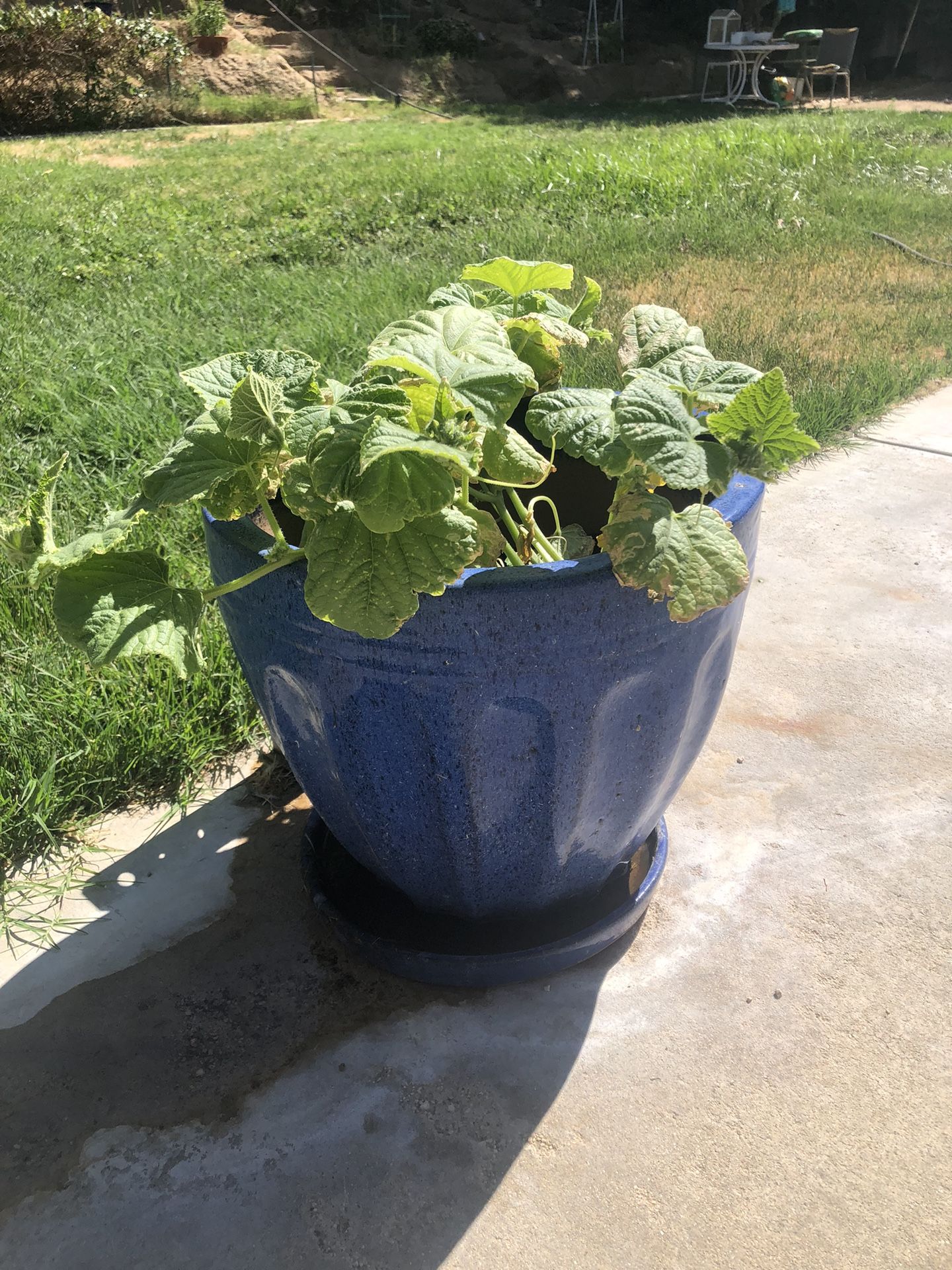Flower Pot -Glazed Outside 12x 15  With Soil And Bell Peppers  & One With Cucumbers 🥒 Too Much Too Manage Due To Health Issues- Each Pot Sold Separat