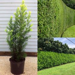 Podocarpus  Plant 3gal Plantas De Podocarpus En 3gal 