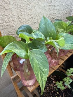Rooted Golden Pothos in Pink Glass Vase 🌿 Ready to Grow