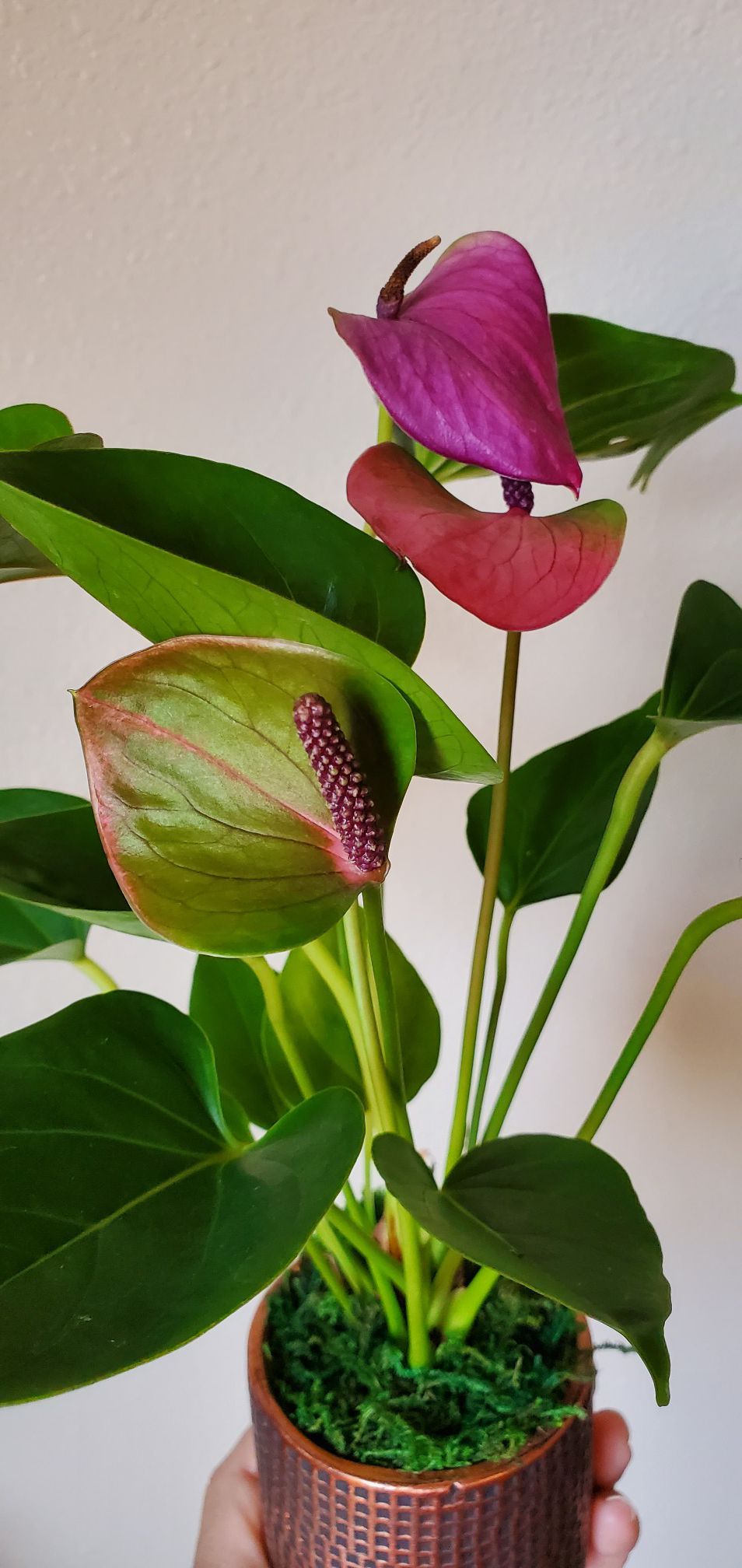 Beautiful Air purifying Pink Fuschia Ombrè Anthurium house plant in 3" inch rose gold pot | INDOOR | TROPICAL FLOWER