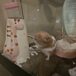 Hamster toys and bedding