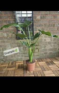 Plants 🪴 Plantita