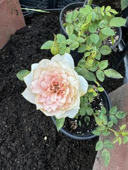 fragrance Smell Rose And Roses Last Long $15
