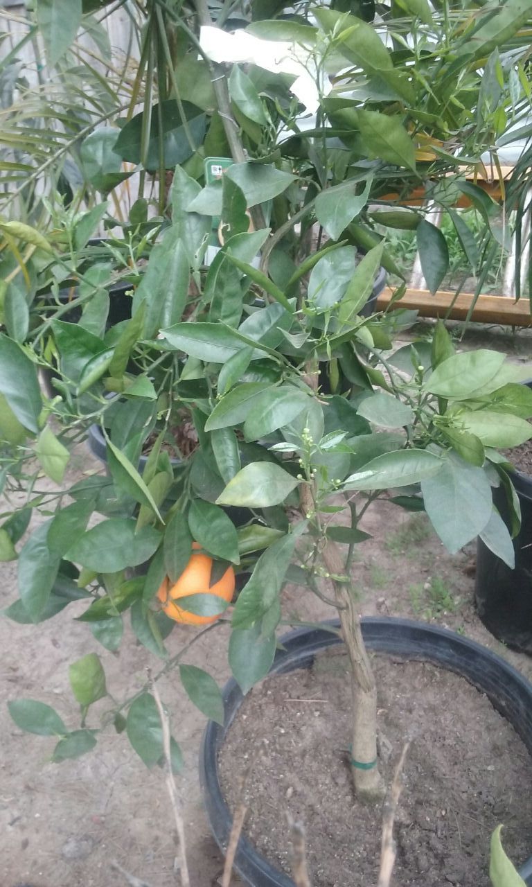 Navel Orange tree for Sale in Torrance, CA OfferUp