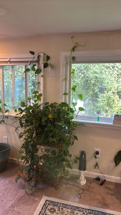 Beautiful Thriving Money plant