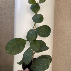 Hoya Obovata Splash Plant 