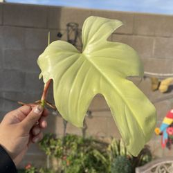 Philodendron Florida Ghost Indoor Plant