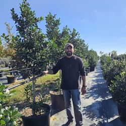 💥💥💥Beautiful 30 gallon Nellie R Stevens, about 7 ft tall. delivery and planting  available.💥💥💥