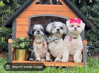 Shih Tzu