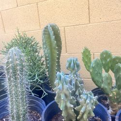 More Beautiful Cacti !!!!