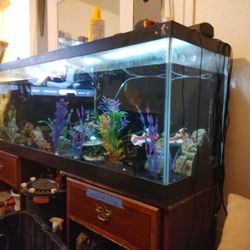 Fish Tank