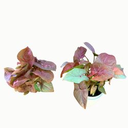 Strawberry Cream Syngonium – 4” Pot