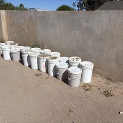 5 gallon food storage wheat. Free!!!