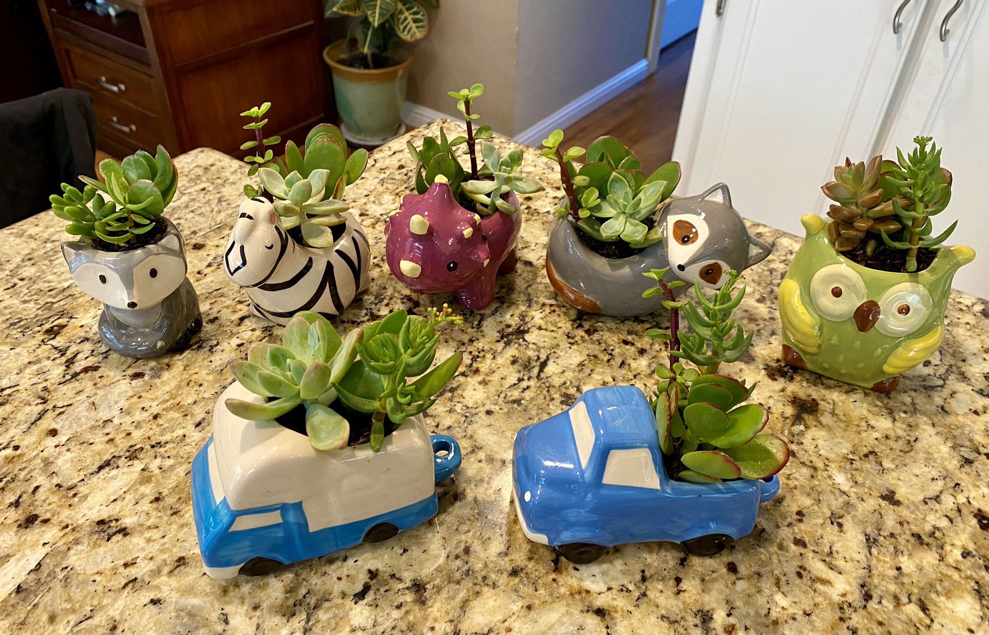 REDUCED! - Adorable Ceramic Animal and Truck Pots Filled with Live Succulent Plants - $5 Each