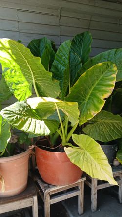 Plant