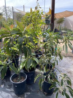 5 Gallon Avocados 