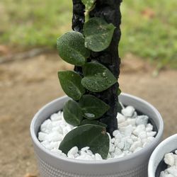 Rhaphidophora Hayi - Shingle Plant | Shou Shugi Ban Stake | 6" Potted Plant | Live Houseplant 