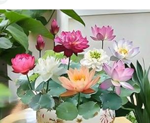 Japanese bonsai lotus seedlings