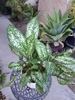 Aglonema First Diamond 💎 Plant $28
