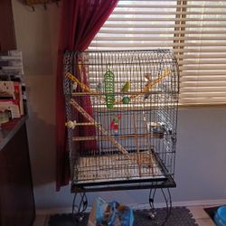 Birds and Cage