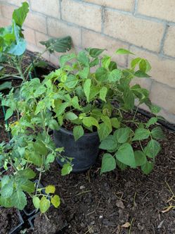 Bean plant, Bush